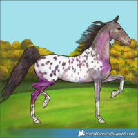 Horse Color:Liver Chestnut Appaloosa 