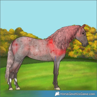 Horse Color:Silver Blue Roan 