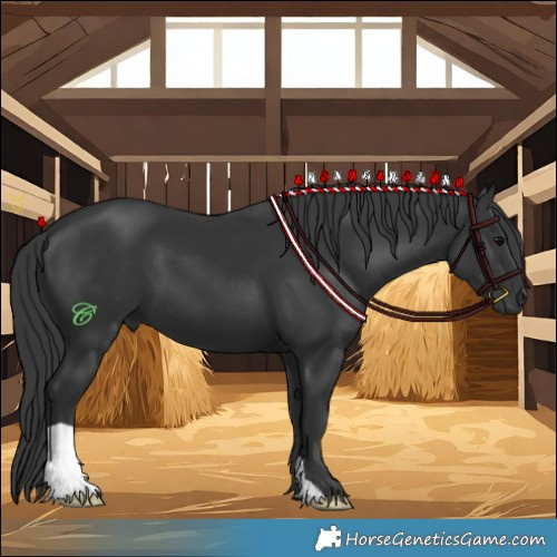 Horse Color:Black 