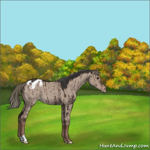 Horse Color:Liver Red Dun Mushroom Appaloosa Brindle 