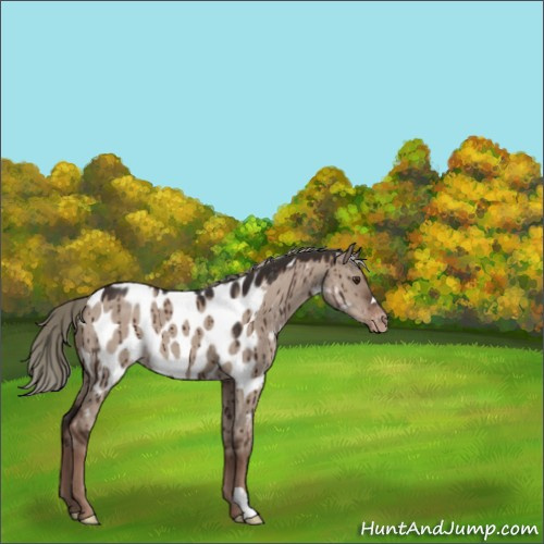 Horse Color:Liver Red Dun Mushroom Appaloosa Brindle 