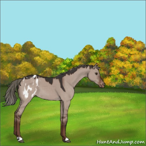 Horse Color:Liver Red Dun Mushroom Appaloosa 