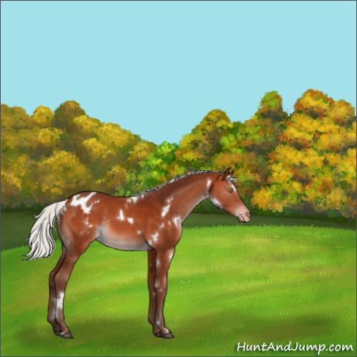 Horse Color:White Spotted Silver Bay Mushroom Appaloosa Rabicano 