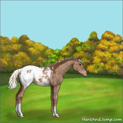 Horse Color:Red Dun Mushroom Appaloosa Brindle 