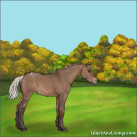 Horse Color:Silver Brown Dun Appaloosa 