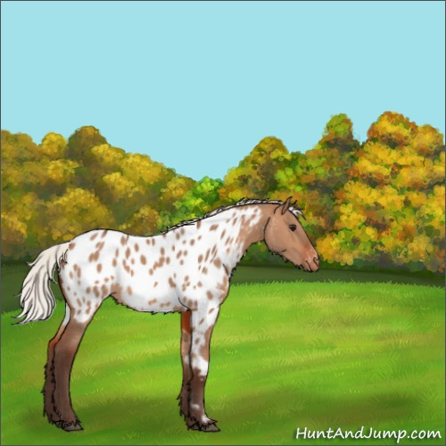 Horse Color:Silver Brown Dun Appaloosa 