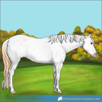 Horse Color:Red Dun Appaloosa 