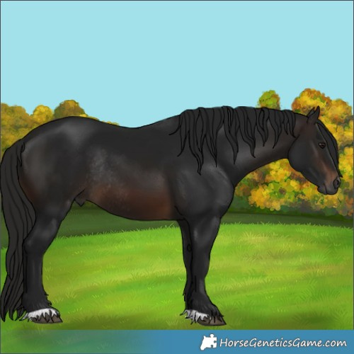 Horse Color:Gray Brown Rabicano 