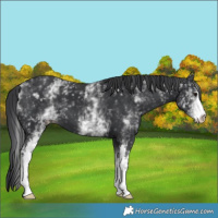 Horse Color:White Spotted Black 