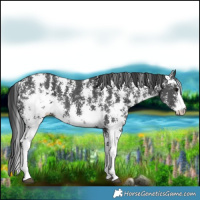Horse Color:Black Sabino 