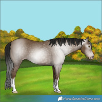 Horse Color:Gray White Spotted Classic Champagne 
