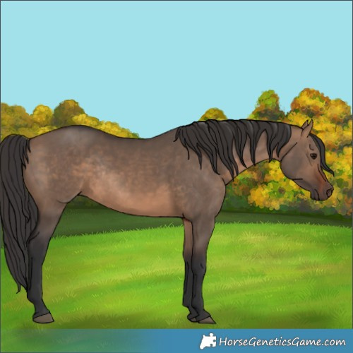 Horse Color:Brown Dun Rabicano 