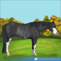 Horse Color:Black Sabino Rabicano 