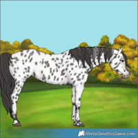Horse Color:Grullo Near Leopard 