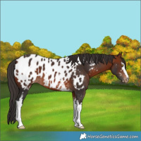 Horse Color:White Spotted Bay Appaloosa 