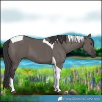 Horse Color:Smoky Grullo Tobiano