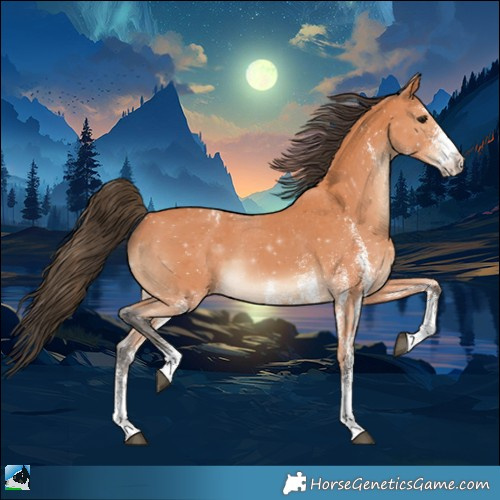 Horse Color:White Spotted Bay Appaloosa