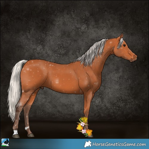 Horse Color:Silver Bay Sabino 