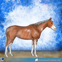 Horse Color:Silver Bay Sabino Rabicano