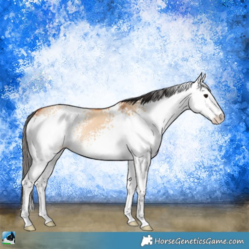 Horse Color:White Spotted Bay Dun