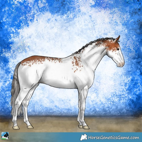 Horse Color:White Spotted Bay