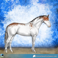 Horse Color:White Spotted Bay 