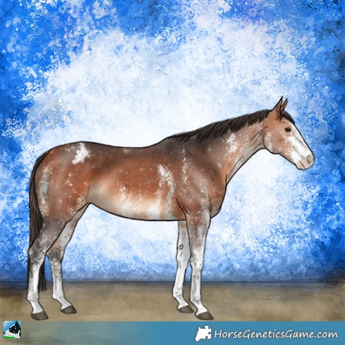 Horse Color:White Spotted Bay Appaloosa