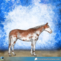 Horse Color:White Spotted Silver Bay Sabino 
