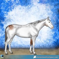 Horse Color:White Spotted Bay Rabicano 