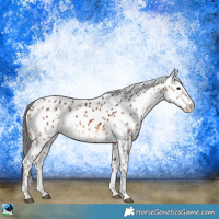 Horse Color:White Spotted Bay Appaloosa
