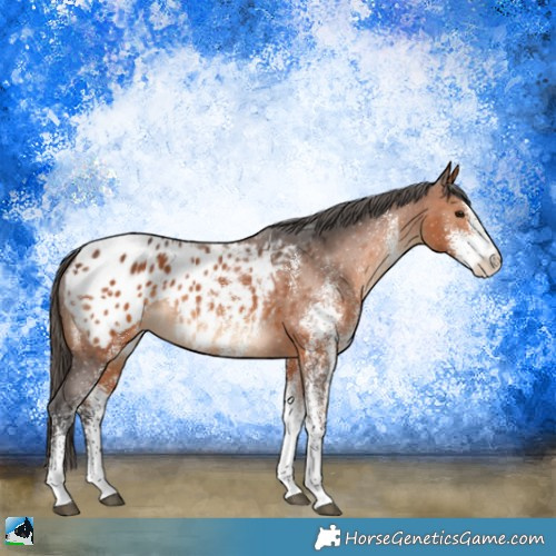 Horse Color:White Spotted Bay Appaloosa 