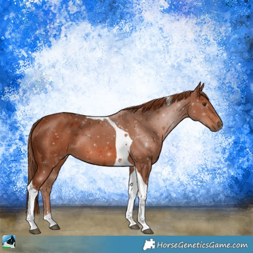 Horse Color:Chestnut Tobiano