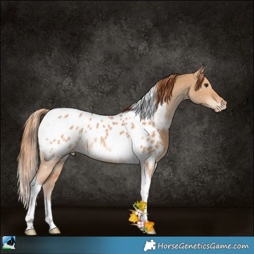Horse Color:Red Dun Tobiano Appaloosa 