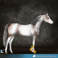 Horse Color:White Spotted Bay Sabino 