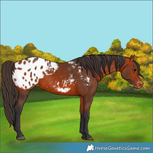 Horse Color:Bay Appaloosa 