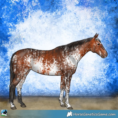 Horse Color:White Spotted Bay and White Spotted Bay