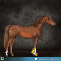 Horse Color:Chestnut Tobiano 