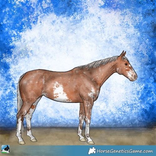 Horse Color:Silver Bay Sabino