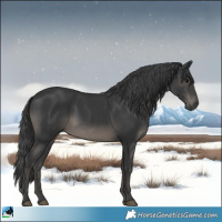 Horse Color:Black Rabicano 