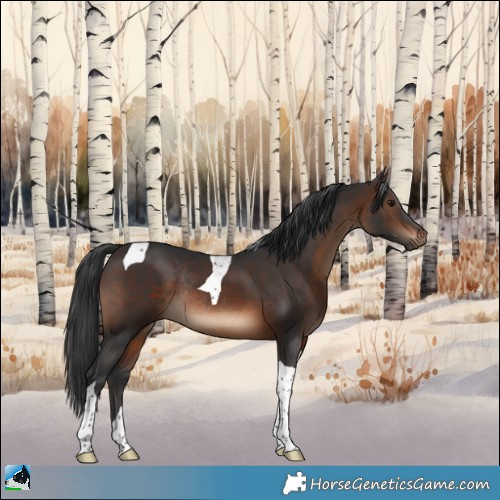 Horse Color:Brown Tobiano Rabicano 