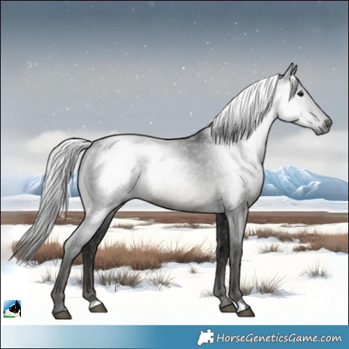 Horse Color:Gray Black Rabicano 