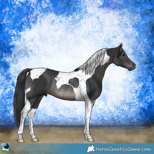 Horse Color:Black Tobiano Rabicano 