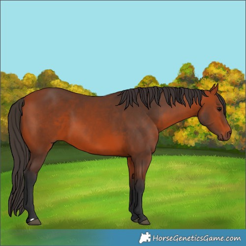 Horse Color:Bay 