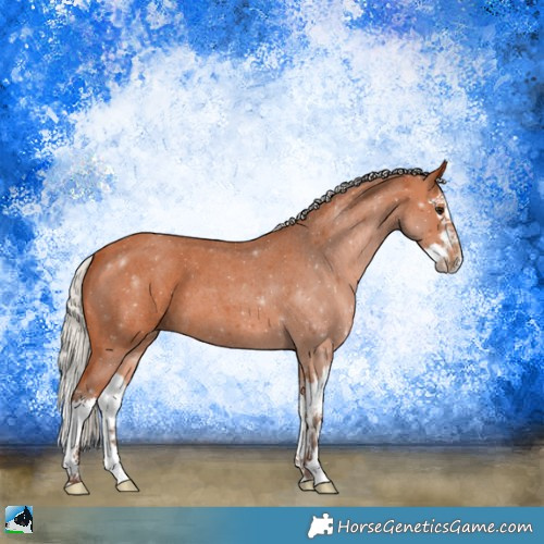 Horse Color:Silver Bay Roan Splash