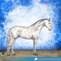 Horse Color:Silver Bay Near Leopard 
