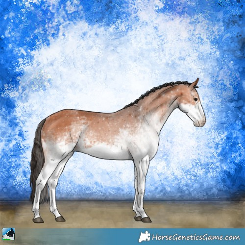 Horse Color:White Spotted Bay 