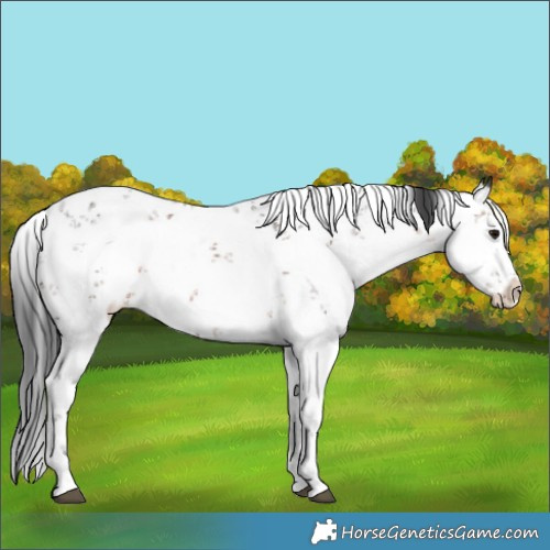 Horse Color:Brown Sabino