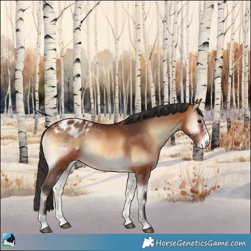 Horse Color:Bay Onyx Sabino Appaloosa 