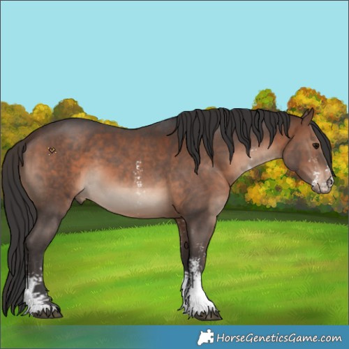 Horse Color:Brown Sabino 
