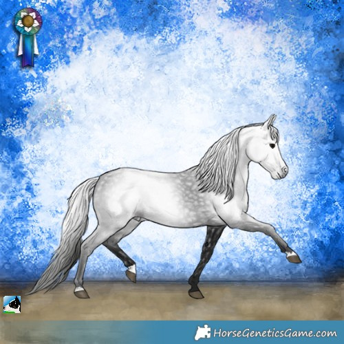 Horse Color:Gray Black Rabicano 